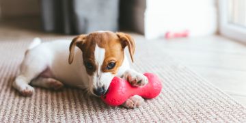 Welpe mit Spielzeug