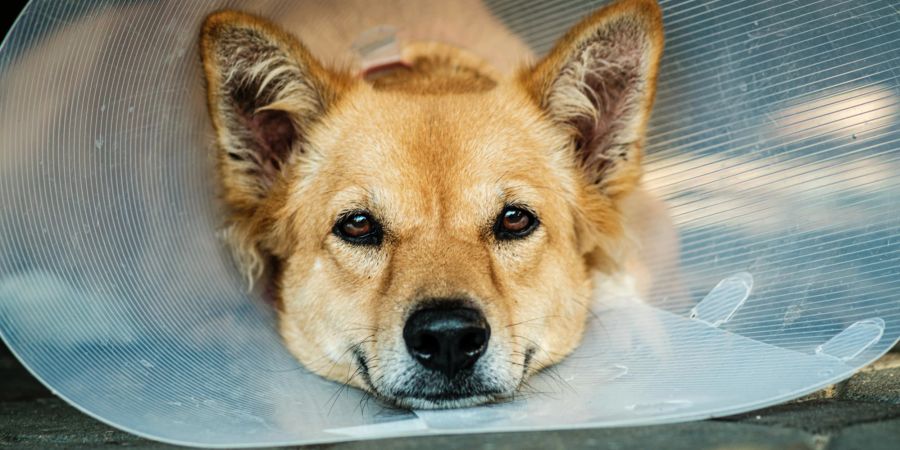 Nach einer Operation müssen viele Hunde eine Halskrause tragen.