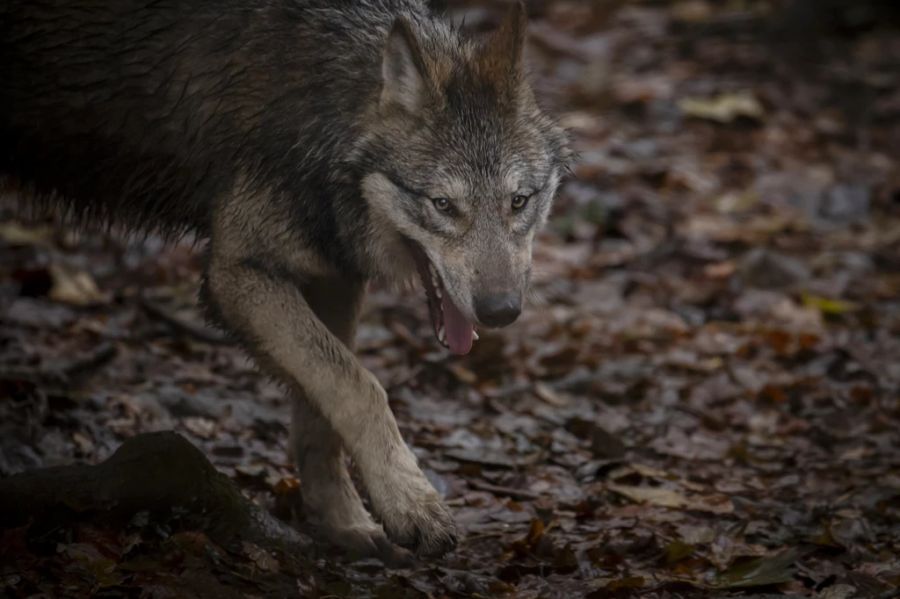 Man ist sich aber einig: In den Siedlungen hat der Wolf nichts zu suchen. (Archivbild)