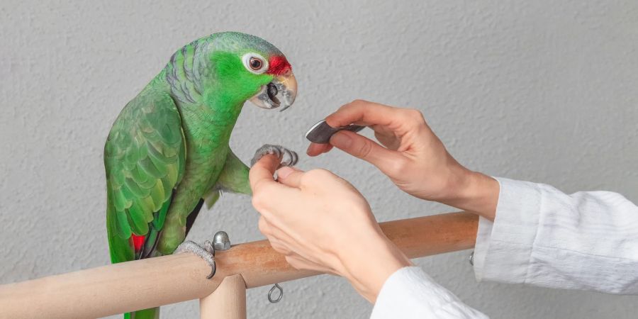 Regelmässige Besuche bei einem vogelkundigen Tierarzt sind wichtig für die Gesundheit von Vögeln.