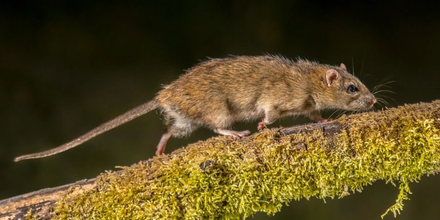 Ratte auf Ast