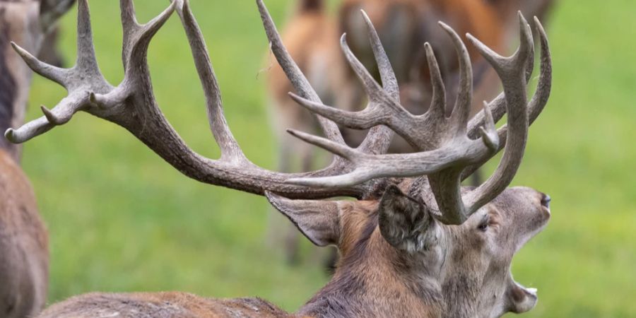 Ein Grossteil des Wildfleisches stammt jedoch aus Zucht.