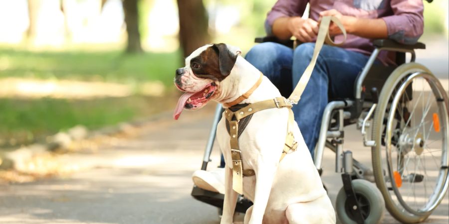 Assistenzhund mit Rollstuhlfahrer