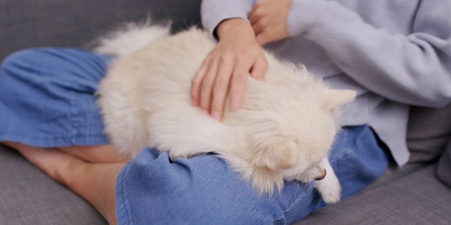 Hund wird auf dem Schoss massiert