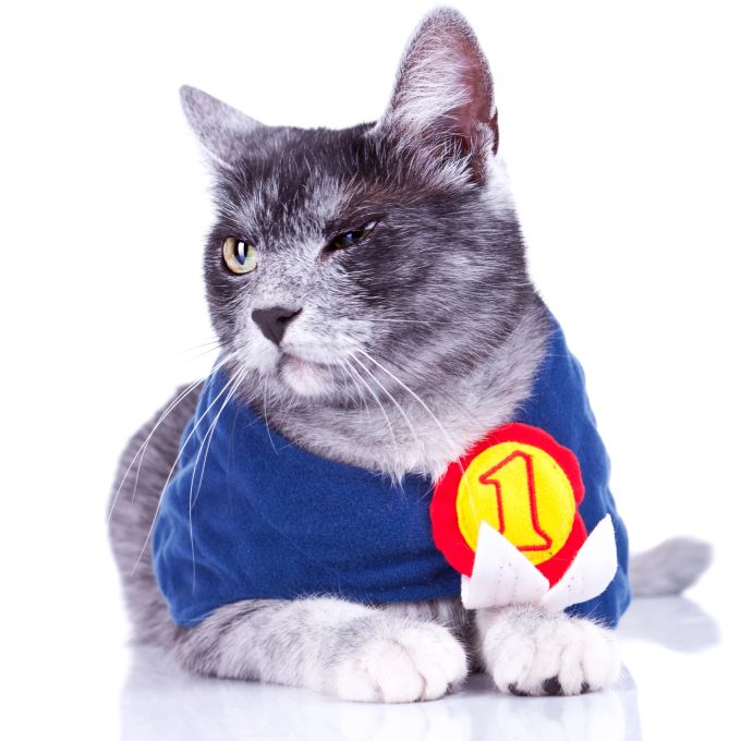 Wichtig ist, dass das Outfit die Katze nicht in ihrer Bewegungsfreiheit stört. Katze mit Shirt