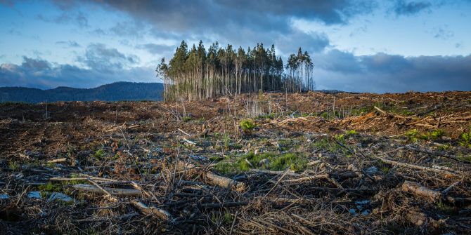 Wald Rodung Feld Klimawandel