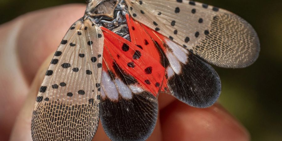 Das Insekt mit dem wissenschaftlichen Namen «Lycorma delicatula» scheint derzeit allgegenwärtig im Nordosten der USA.