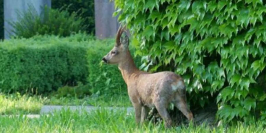 Friedhof am Hörnli Rehe