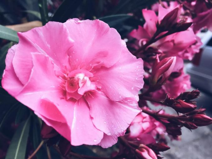 Oleander bringt mediterrane Stimmung auf den Balkon. Oleanderblüte