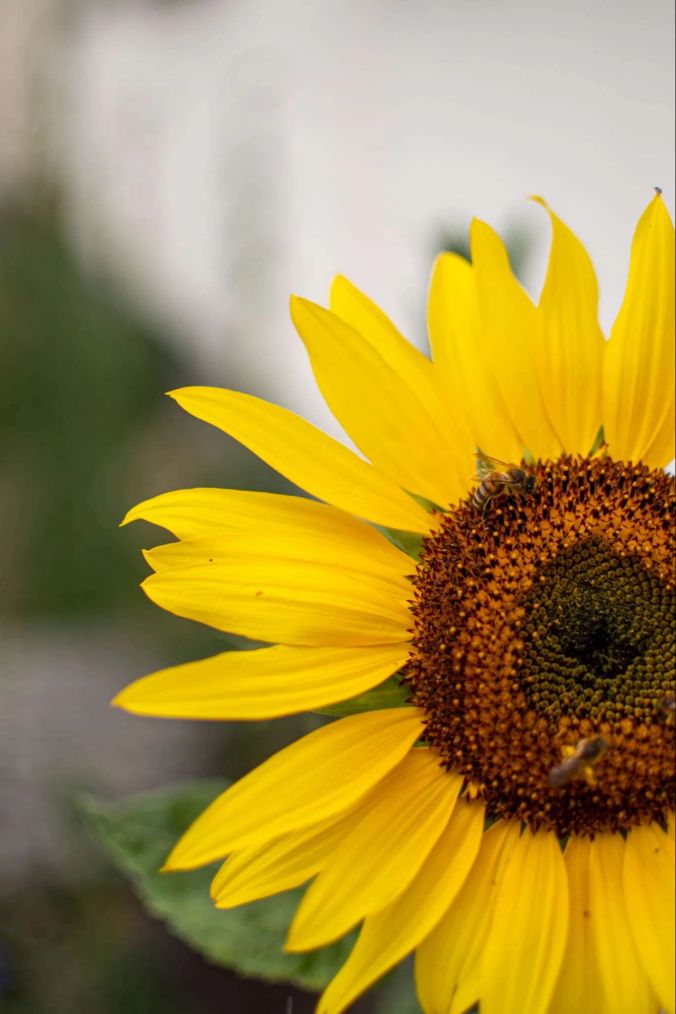 Nektar sammeln: eine Biene bestäubt eine Sonnenblume.
