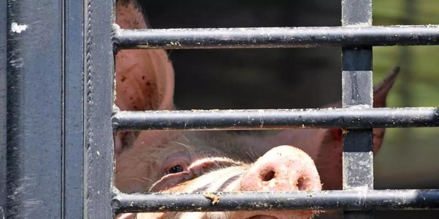 Ein Schwein schaut durch das Gitter eines LKW-Tiertransports. Foto: Hendrik Schmidt/dpa-Zentralbild/dpa