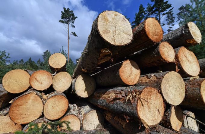 Aufgrund des Borkenkäfers muss das Holz nach dem Fällen direkt abtransportiert werden. Holz Wald Kestenholz