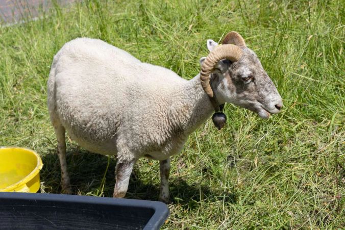 Die Tiere in Ammerswil geniessen die Weiden.