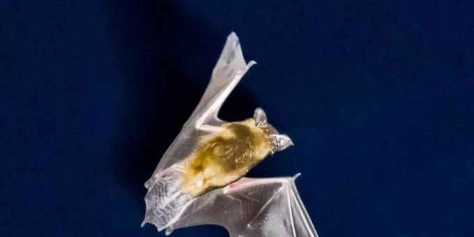 Eine Fledermaus fliegt vor dem nächtlichen Himmel und sucht nach Insekten. Foto: Frank Rumpenhorst/dpa/Symbolbild Eine Fledermaus fliegt vor dem nächtlichen Himmel und sucht nach Insekten. Foto: Frank Rumpenhorst/dpa/Symbolbild