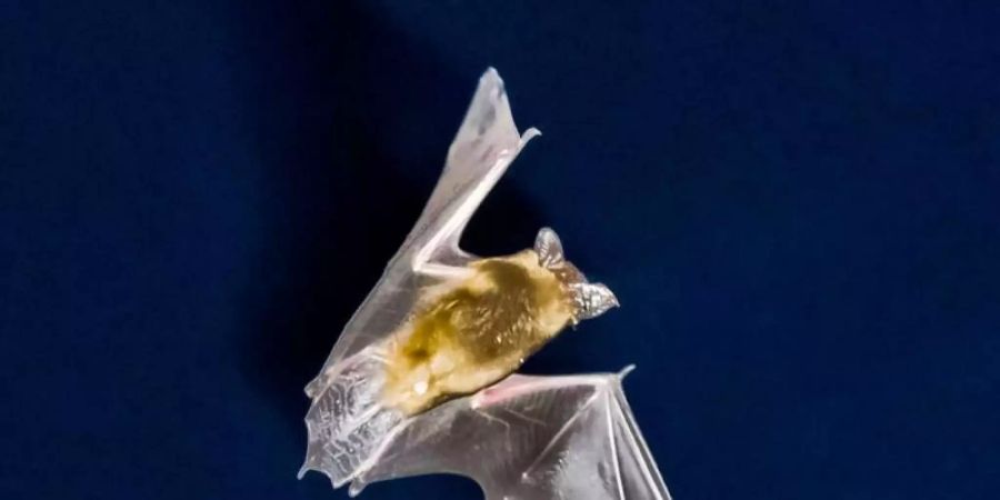 Eine Fledermaus fliegt vor dem nächtlichen Himmel und sucht nach Insekten. Foto: Frank Rumpenhorst/dpa/Symbolbild