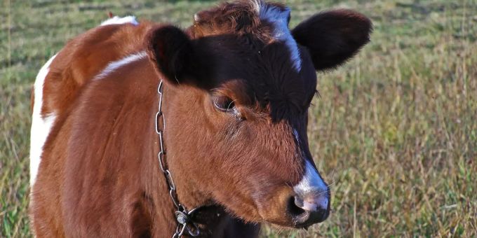 Tierleid. Spenden