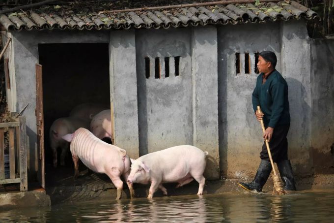 Landwirt Huang Demin treibt in dem Dorf im Landkreis Ningxiang seine Schweine in den Stall. Wissenschaftler aus China haben ein neues Schweinegrippe-Virus identifiziert, von dem in Zukunft die Gefahr einer weiteren Pandemie ausgehen könnte. Das Virus mit dem Namen G4 EA H1N1 kommt bislang vor allem in Schweinen vor, kann aber auch Menschen infizieren, heisst es in der Studie, die am Montag (29.06.2020) veröffentlicht wurde. Chinesische Forscher warnen