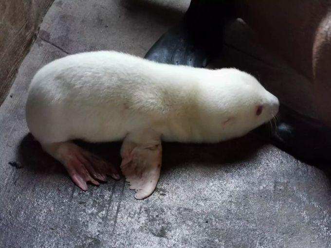 Ein weisses Südamerikanisches Seebärenbaby liegt in einem abgetrennten Gehegebereich des Eismeers im Tierpark Hagenbeck. Das Albino-Seebärenbaby wurde am 15. Juni geboren. Weisses Seebärenbaby Hagenbeck