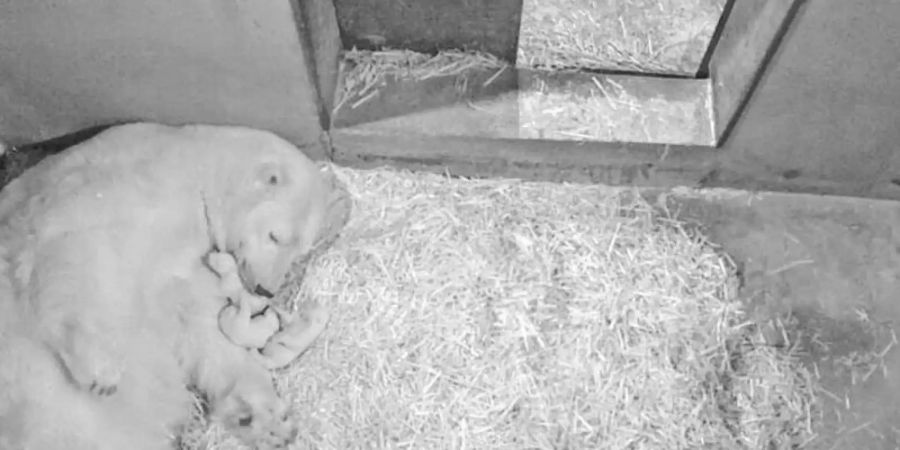 Man muss genau hinschauen: Flocke ganz nah mit ihren drei Minis. Foto: Marineland/dpa