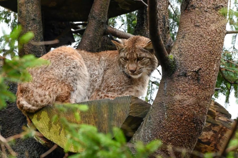 Luchs