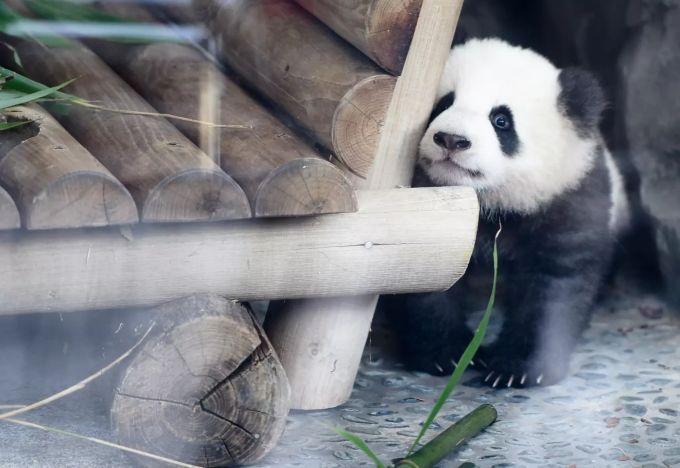 Darum Werden Berliner Panda-Zwillinge Geschöppelt