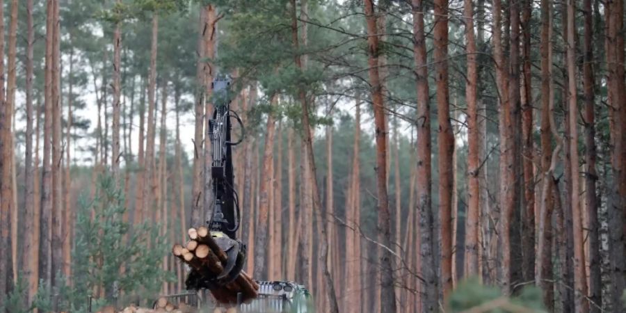 Rodungen für Tesla-Werk in Grünheide