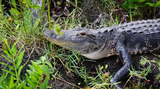 Alligator im Everglades-Nationalpark. Alligator