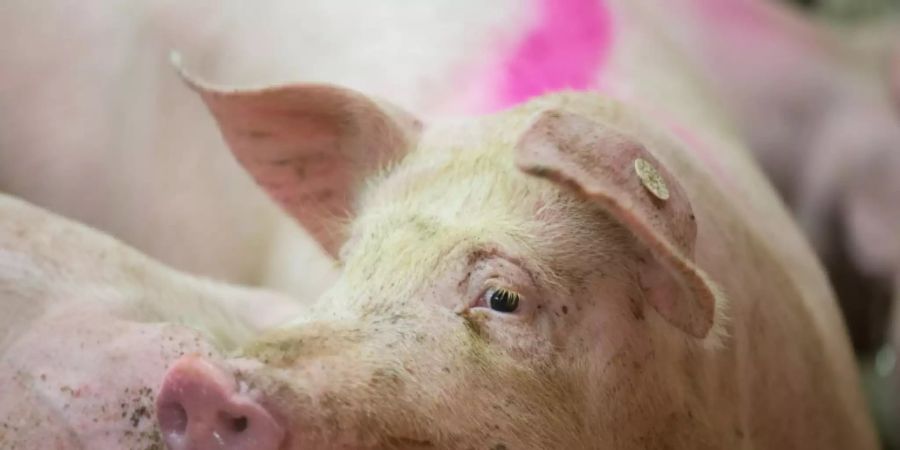 Dutzende Schweine verenden in Stall in Baden-Württemberg