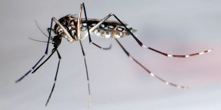 brasilien Dengue Fieber