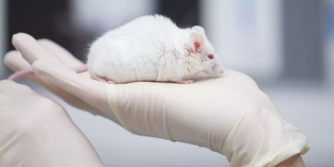 Uni Bern beweist - So benötigt es weniger Tiere für Labor-Versuche
