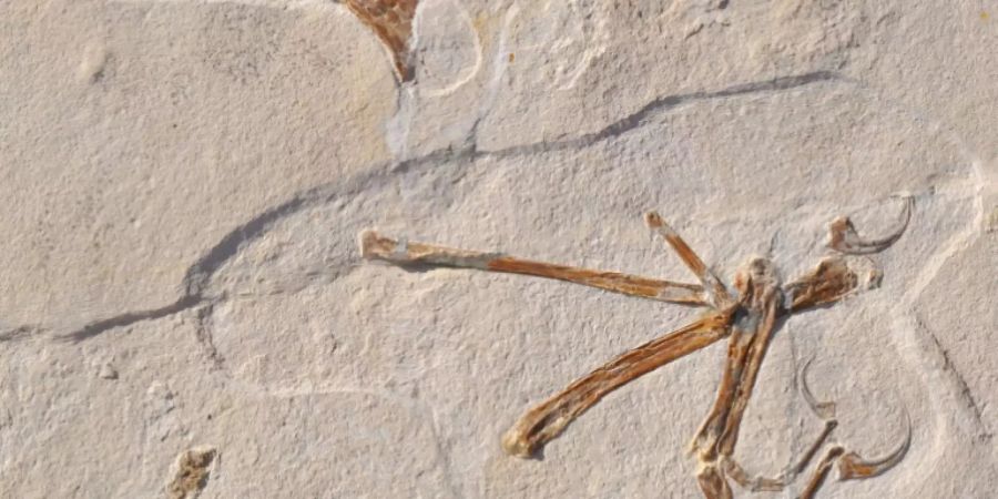 Fossil des Alcmonavis poeschli
