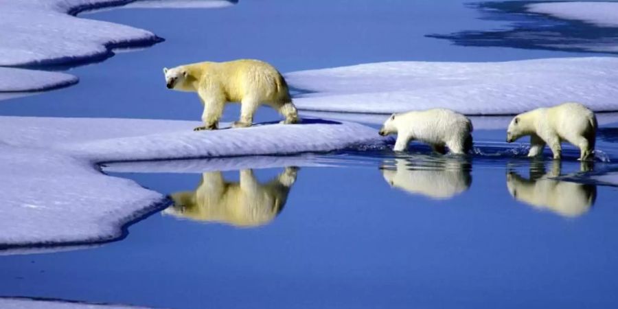 Eine Eisbärenmutter läuft mit ihren Jungen auf Futtersuche über Eisschollen im Gebiet der Nordwest-Passage in Kanada. Foto: Hinrich Bäsemann/Archiv