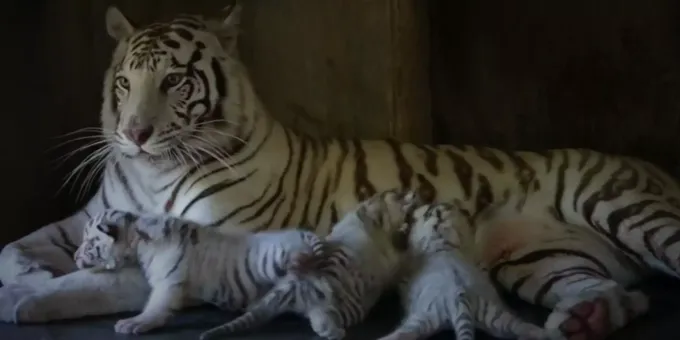 tiger mexiko