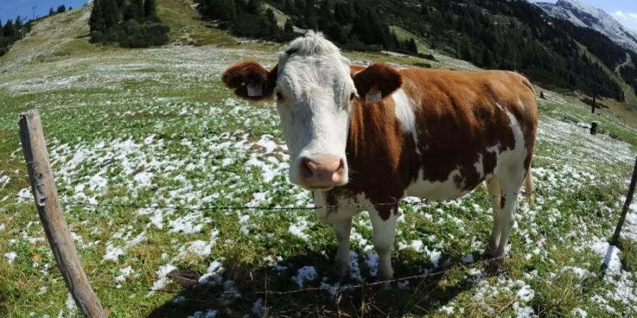 Fühlen sich Kühe bedroht, reagieren sie mitunter aggressiv. Wanderer sollten sich daher an bestimmte Verhaltensregeln halten. Foto: Barbara Gindl/apa