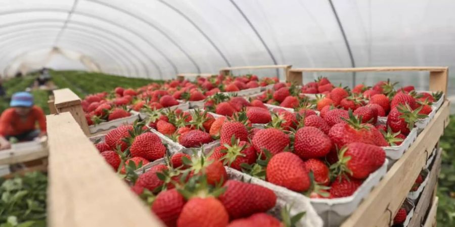 Deutschlands Bauern bauen Erdbeeren vermehrt in Folientunneln und Gewächshäusern an. Der klassische Anbau auf dem Feld geht hingegen zurück. Foto: Lukas Görlach