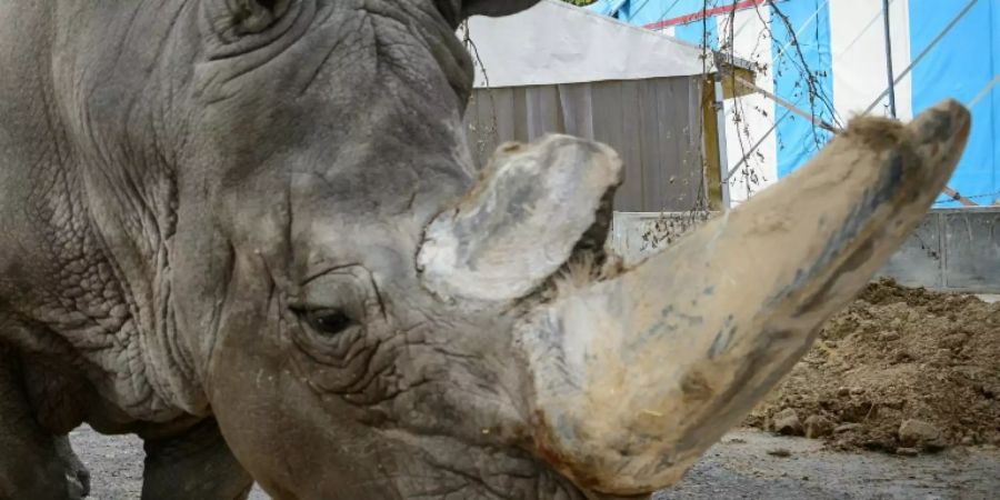 Breitmaulnashorn Tsavo vom Zirkus Krone