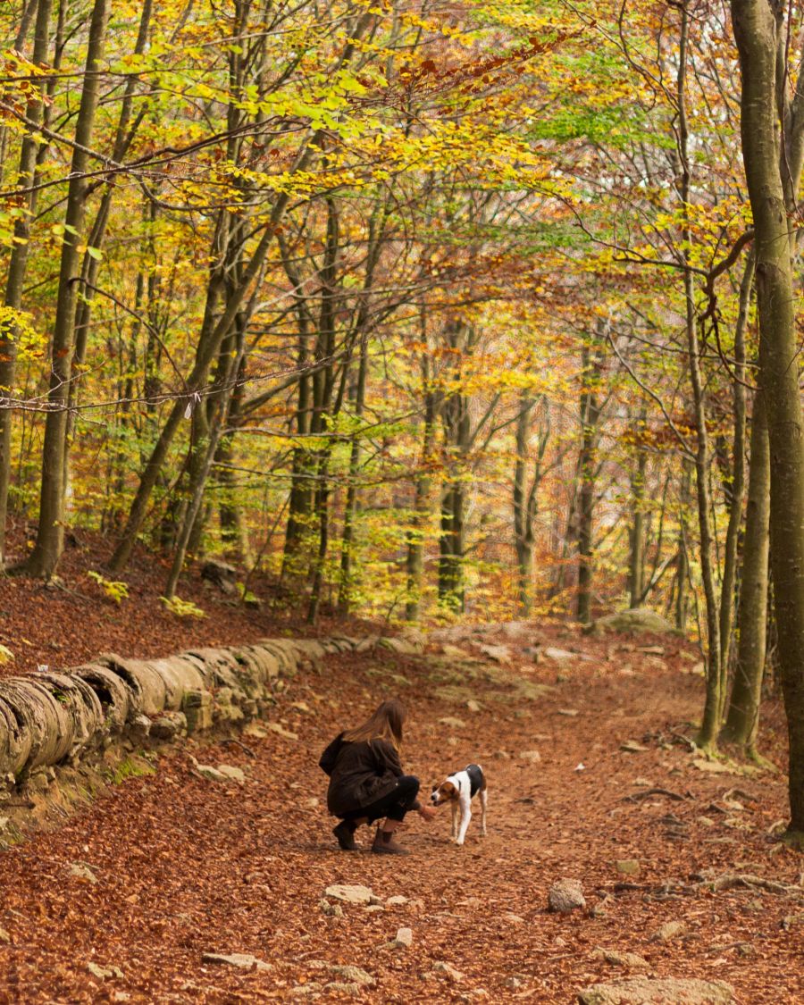 Besonders im Wald ist es schwierig, die Hunde von dem vielen herumliegenden Holz abzulenken.