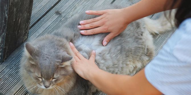 Katzenflöhe sind leicht zu erkennen