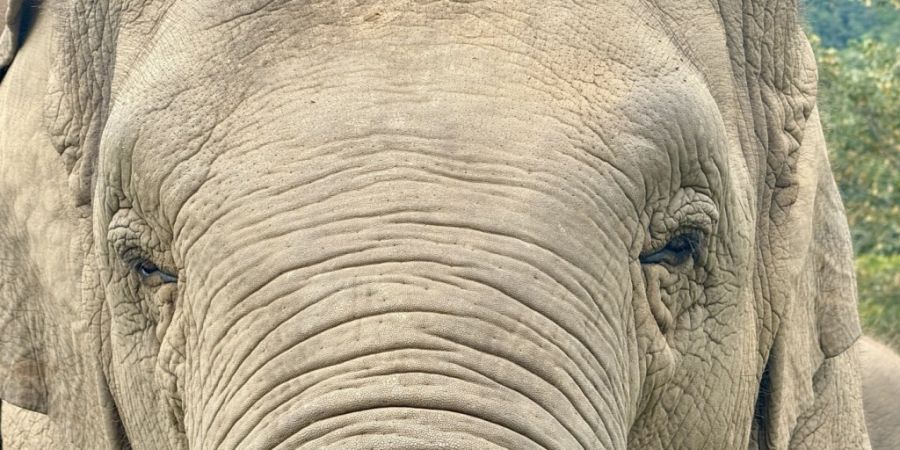ARCHIV - Ein Elefant ist im Elephant Nature Park zu sehen. Foto: Carola Frentzen/dpa