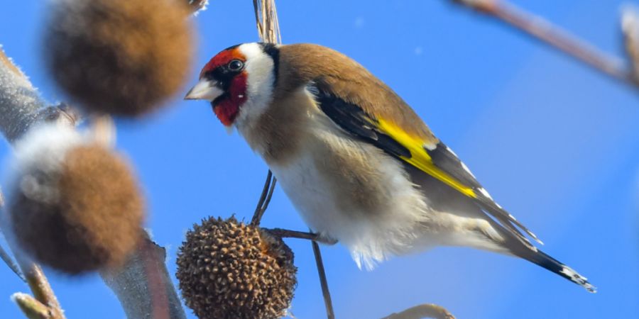 Im Rahmen der «Stunde der Gartenvögel» lädt Birdlife Schweiz erneut zum Vogelzählen ein. (Symbolbild)