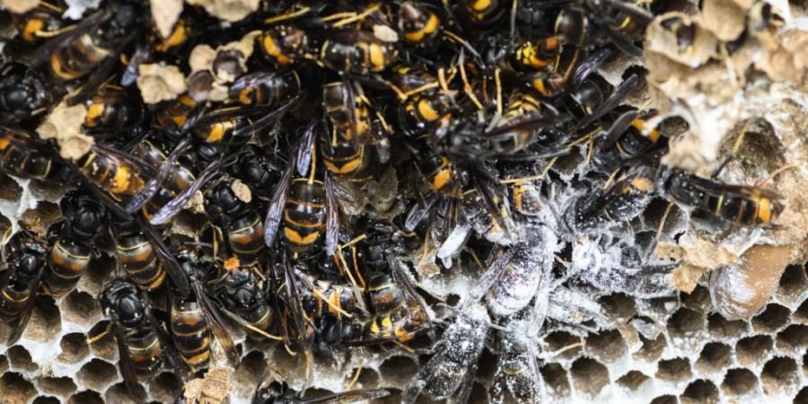 Die Asiatische Hornisse breitet sich in der Schweiz aus, auch im Kanton Aargau. Dieser warnt nun vor der invasiven Art. (Symbolbild)