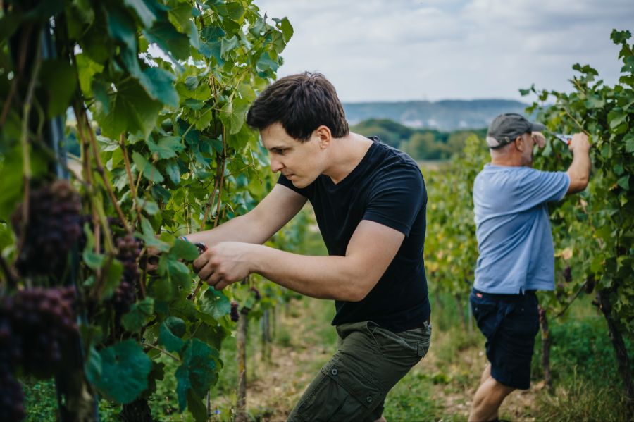 Auf dem Bioweingut Ollinger-Gelz wird seit über 150 Jahren Moselwein angebaut.