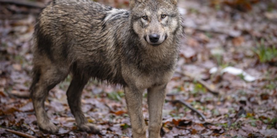 Im Jahr 2025 wurden im Wallis 81 Wolfsangriffe registriert (Symbolbild).