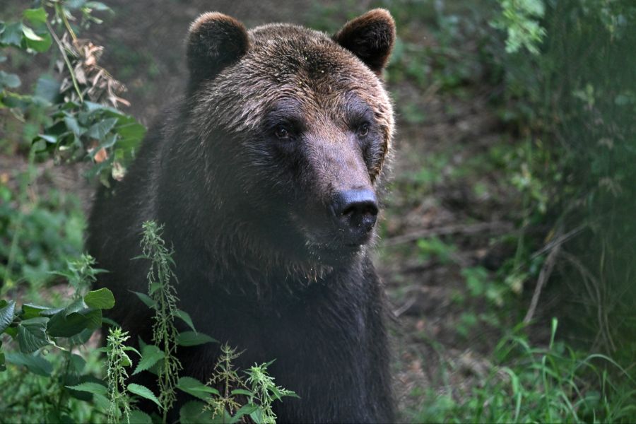 Bei der Erstellung des Programms konzentrierten sich die Forschenden auf Merkmale, die sich im Laufe der Zeit wenig verändern. (Symbolbild)