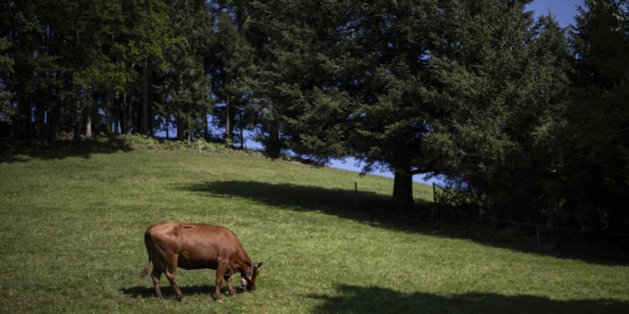 Bei PFAS handelt es sich um eine Gruppe von mehreren tausend synthetischen Chemikalien. Sie sind fett-, schmutz- und wasserabweisend und werden seit Jahrzehnten vielfältig in Produkten...