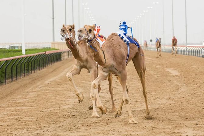 Kamelrennen Dubai