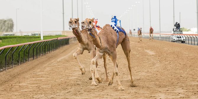 Kamelrennen Dubai