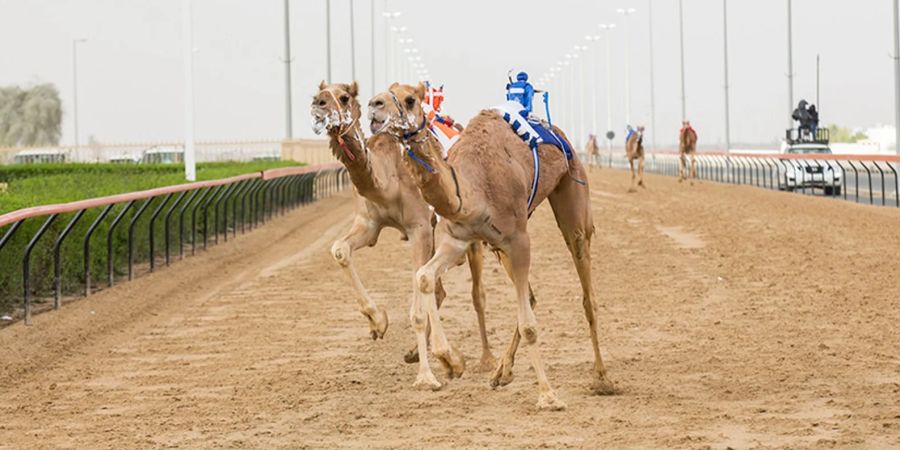 Kamelrennen Dubai
