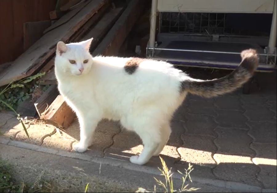 katze