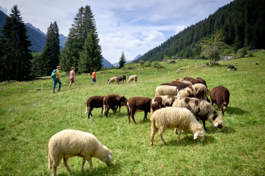Ein besonderes Highlight: der Montafoner Steinschafweg.